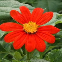 100 Mexican Sunflower Tithonia Rotundifolia Flower Seeds USA Fast Shipping - $13.49