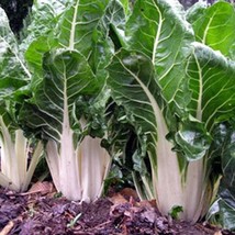 Lucullus Swiss Chard Garden Seeds Vegetable Seeds Garden Seeds New Fresh Seeds - £11.77 GBP