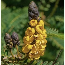 Best Seeds 25 Organic Popcorn Cassia Flower Seeds Pollinator Flower Seeds Tropic - £11.93 GBP