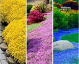 3000+ Mix Colors Creeping Thyme Seed Ground Cover High Germination! 6 - £4.71 GBP