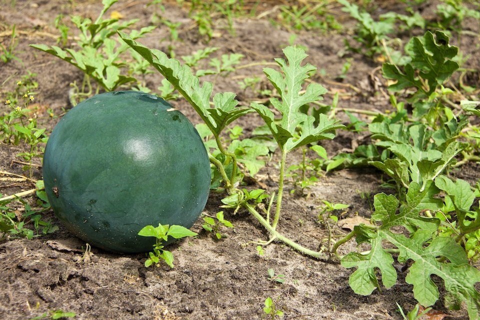 25+ SUGAR BABY WATERMELON SEEDS  FRESH HARVEST FOR GARDENS #88 - $1.95