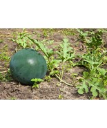 25+ SUGAR BABY WATERMELON SEEDS  FRESH HARVEST FOR GARDENS #88 - $36.50 MXN