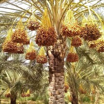 Deglet Nour Date Seeds (5 Pack) - Premium Royal Date Palm Planting Kit, Exotic G - £2.39 GBP