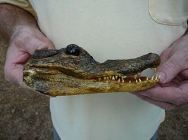 (G-Def-35) 6-1/8&quot; Deformed Gator Alligator Aligator Head Teeth Taxidermy Weird - £55.29 GBP