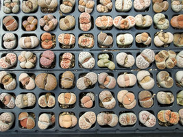 Living stones Lithops Variety MIX succulent mesembs stone cactus seed 50 SEEDS - £7.95 GBP