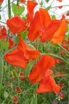 50+ Henry Eckford Sweet Pea Seeds - $8.48