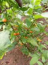 Hausa eggplant (Solanum macrocarpon), 150 seeds for 11 USD, shipping cost is 10  - £25.09 GBP