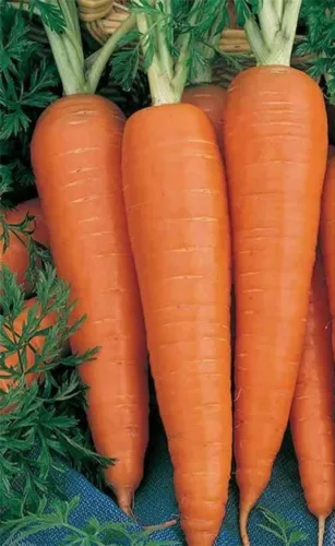 Primary image for 1000+ Danvers 126 Carrot Seeds Non Gmo Heirloom Seeds Fresh Garden