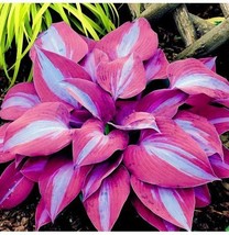 300 Seeds Hosta Flower Seeds for Garden Perennials Ornamental Shade Plants - £9.61 GBP