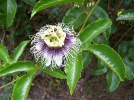 Purple Possum Passion Fruit - Live Plant - Passiflora edulis - £32.50 GBP