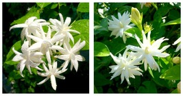 Belle Of India Jasmine Jasminum Sambac Double Starter Plant Intensely Fragrant - £36.71 GBP