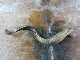 Half Polished kudu horn African antelope Kudu Shofar Horn Animal Horn Deer  - £77.09 GBP