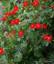 BStore 20 Seeds Store Exotic Ipomoea Sloteri Cardinal Climber Morning Glory Flow - £11.52 GBP