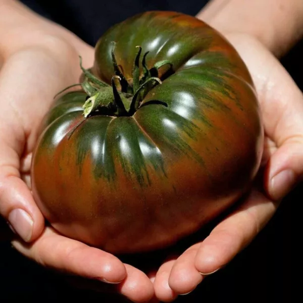 New Fresh 120 Russian Black Krim Tomato Seeds Organic - £7.77 GBP