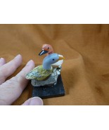 (Y-DUC-453) pair of Ducks white + green love bird gemstone STONE gem Per... - $17.75