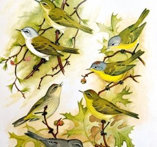 4 American Warbler Types 1957 Lithograph Bird Print John H Dick DWDD5 - £38.55 GBP