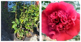 Live Plant 2.5 QT Professor Sargent Red Camellia Japonica Garden - £67.31 GBP