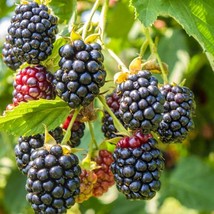 Ouachita Thornless Blackberry Plant | Rubus ouachita Tree | Live Plant 4-5 Inch  - £15.72 GBP