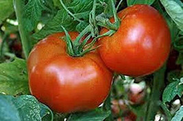 VP 50 Seeds Park&#39;S Beefy Boy Tomato Tomatoe Vegetable Garden Edible Canning - £3.57 GBP