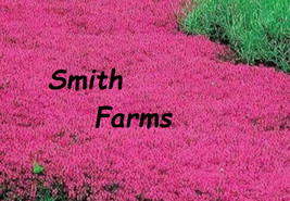 100+ Seeds Red Creeping Thyme Groundcover Flowers New Crop Garden Planting - $5.25