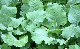 Fresh Kale Seeds 300+ Premier Early Hanover  - $4.00