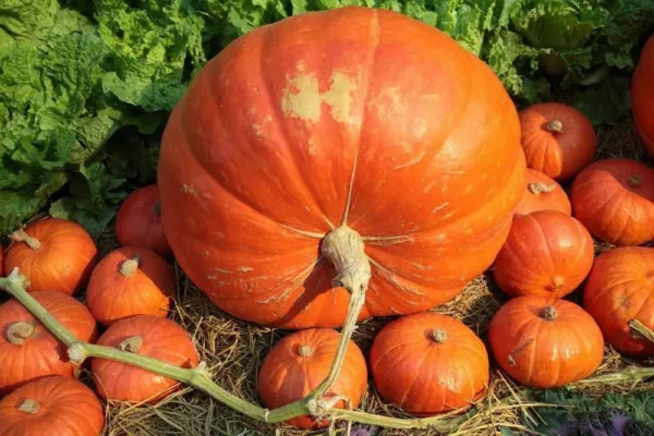 20 Big Max Pumpkin Seeds Vegetable Ships Fast Fresh Garden - £5.59 GBP