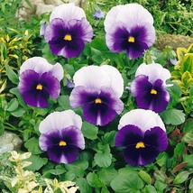 Viola Super Beaconsfield Pansy, 100 Seeds R - $14.35