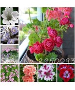 50 Seeds 24 Color Dwarf Geranium Seed Bonsai Fresh Flower Seeds Pelargon... - $21.40