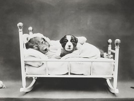 Bedtime - Dog And Puppy In A Cradle - 1914 - Photo Poster - £26.27 GBP