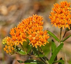 Asclepias Tuberosa (Butterfly Weed) Live Starter Plant - $16.49
