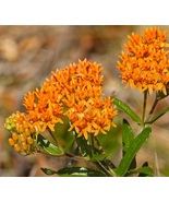 Asclepias Tuberosa (Butterfly Weed) Live Starter Plant - $16.49