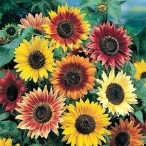 Pwo Sunny Sun Power Sunflower Mix, 10 Species, Variety Sizes, Free Shipping - £2.87 GBP