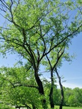 30 Traduction Silver Willow Seeds Salix Schraederiana Fresh Seeds - $13.70