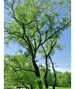30 Traduction Silver Willow Seeds Salix Schraederiana Fresh Seeds - $18.72 CAD