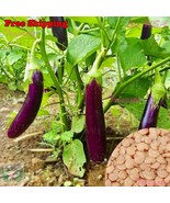 MBK 5 Cosmic Crisp Apple Tree Seeds Fast Ship - $12.98