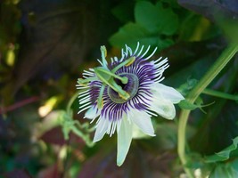 Forest Passionflower - Sweet Blue Maracuja - Passiflora morifolia - 10+ seeds (G - £2.35 GBP