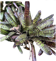 Exotic LANDSCAPE Pup Bromeliad green stripe purple colorful hannibal lector - £18.13 GBP