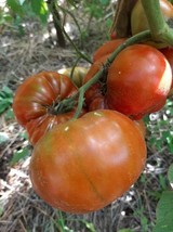 Abraham Brown Tomato - 5+ Seeds - (P 382) - £1.59 GBP
