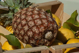 SL 15+ James Queen Pineapple Seeds For Garden Planting - Usa - ! - $4.73