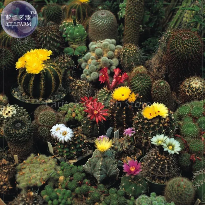 Cacti Cactus - Crown Mix Seeds, 10 seeds - £7.53 GBP