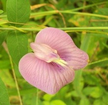 ArfanJaya 10_seeds Clitoria ternatea Single Pink Butterfly Pea - £14.54 GBP