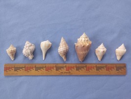 Vintage Lot of 7 Variety of Ocean Shells Conch striped craft California 1960-70s - $12.00