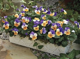 Penny Peach Jump Up Viola 25 Seeds Unusual Color Fresh Garden USA SELLER - £26.22 GBP