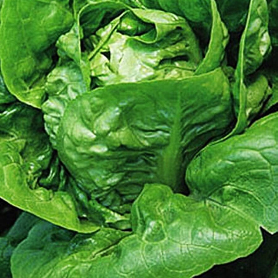 Little Gem Lettuce Besttasting Micro Greens Fresh Gardening - $17.00