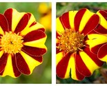 50 Seeds Jolly Jester Marigold Flower Garden - $34.93