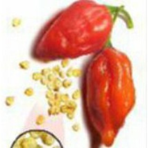 USA Seller Naga Morich Hot Peppers Seeds Fast Shipping - £9.88 GBP