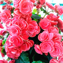 Geranium Rose Red Begonia Like Double Petals Bonsai Perennial Flowers 10 Seeds F - £5.56 GBP