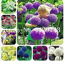 100 pcs Giant Allium Seeds - Mixed White Purple Yellow Blue Dark Red etc Colors  - £5.44 GBP