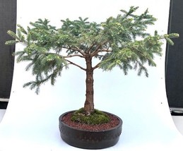Dwarf Alberta Spruce Bonsai Tree  (picea glauca conica)  - £511.49 GBP