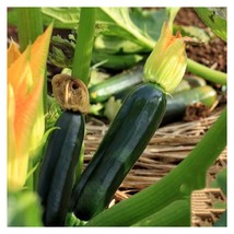 BPA 15 Black Beauty Zucchini Summer Squash Seeds Non Gmo #Zucchiniseeds From US - £6.72 GBP